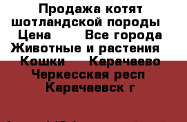 Продажа котят шотландской породы › Цена ­ - - Все города Животные и растения » Кошки   . Карачаево-Черкесская респ.,Карачаевск г.